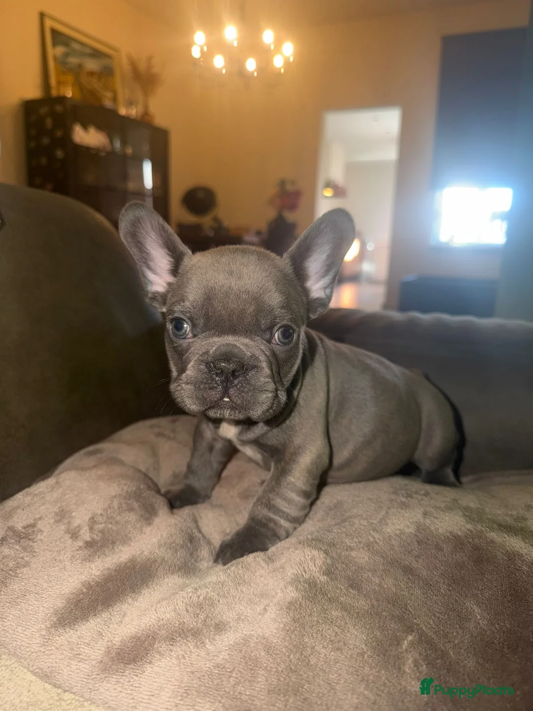 Franse Bulldog honden te koop: Mooie Franse bulldog pups lilac & blauw - Advertentie 11