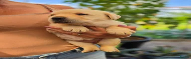 Labrador Retriever 6