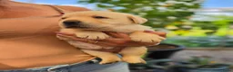 Labrador Retriever honden te koop: Prachtig zwart labrador reutje ! ♥ - Advertentie 21