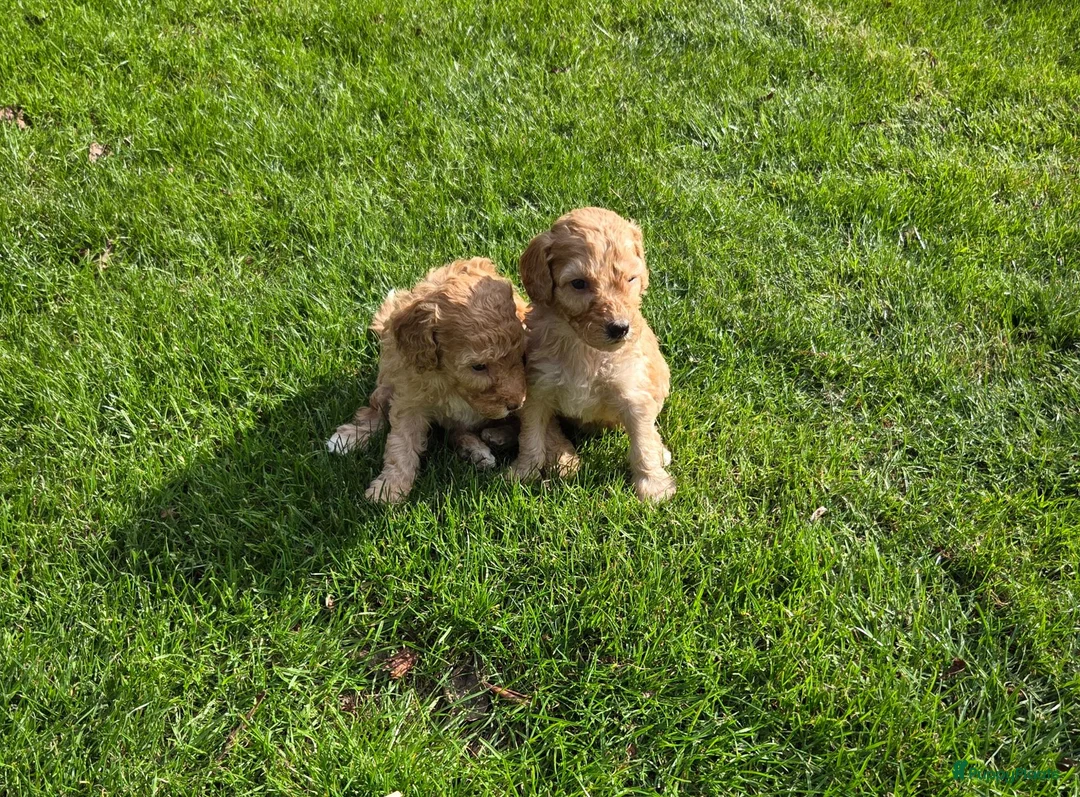 Labradoodle honden te koop: Labradoodle pup mini F3 abrikoos teefje - Advertentie 2