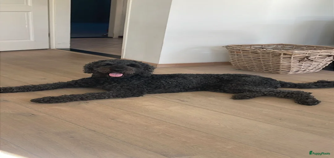 Galerij afbeelding {{count}}