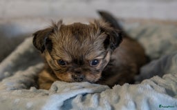 Chihuahua honden te koop: Chihuahua langhaar pupjes - Afbeelding 3