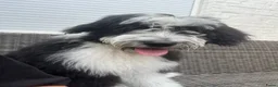Aussiedoodle honden te koop: Prachtige Ausiedoodle in Luyksgestel - Advertentie 2