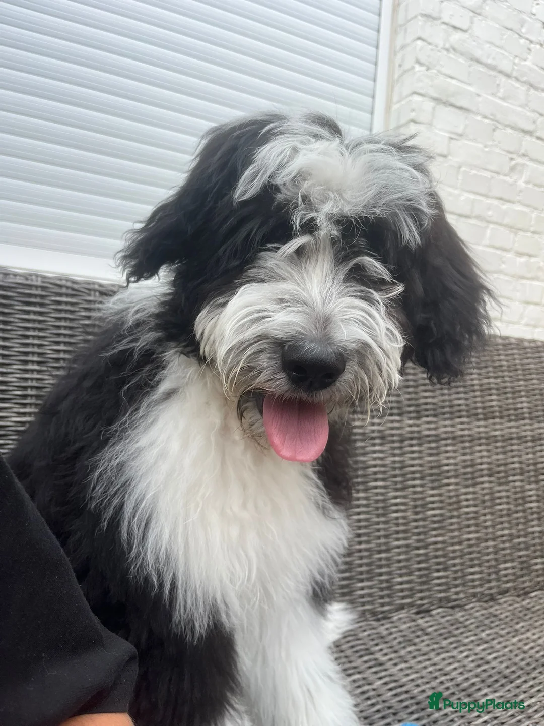 Aussiedoodle honden te koop: Prachtige Ausiedoodle in Luyksgestel - Advertentie 2