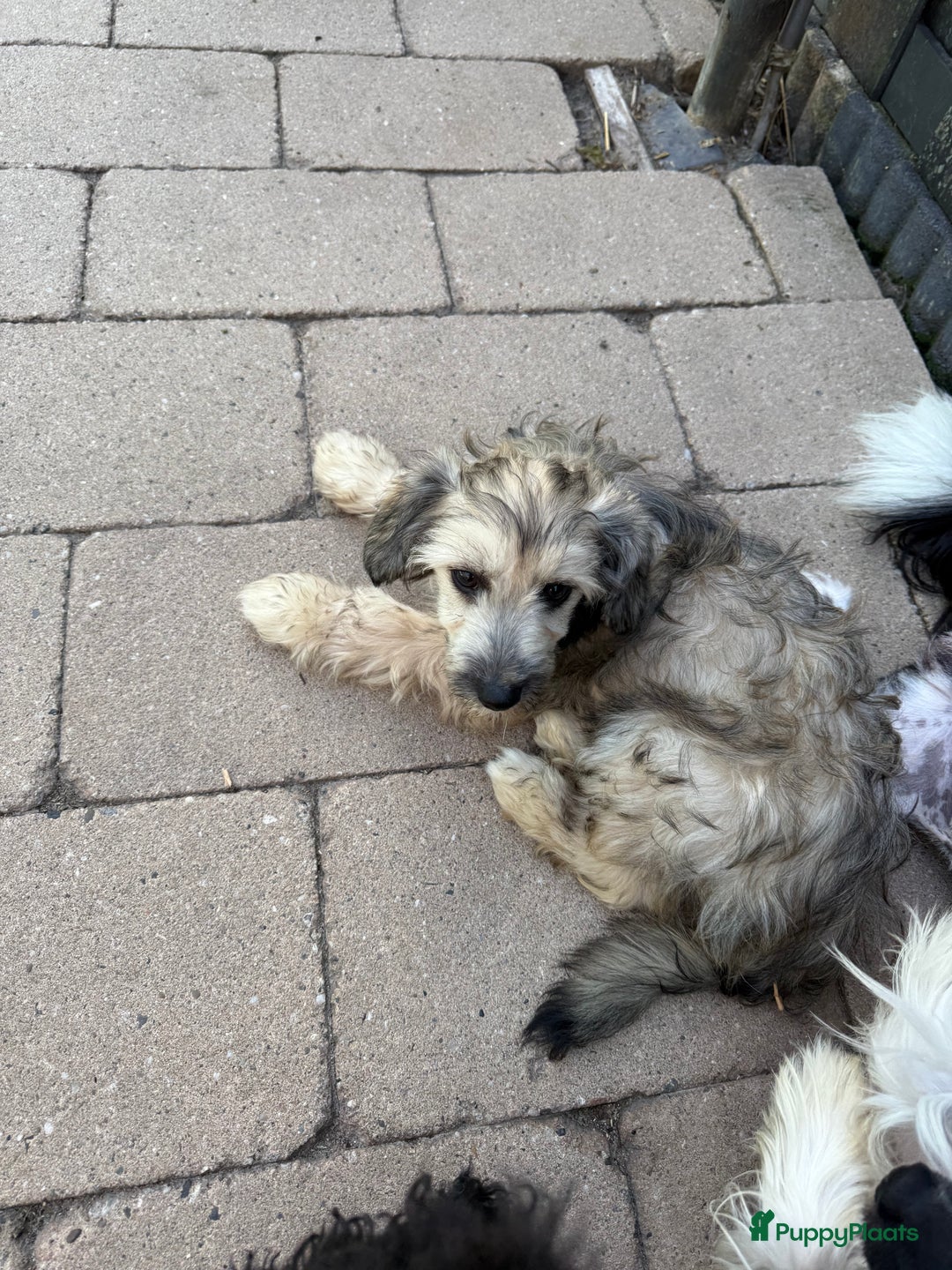 Chinese Naakthond honden te koop: Mooie powder puff jongen - Afbeelding 5