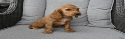 Engelse Cocker Spaniel honden te koop: Engelse Cocker Spaniel pups - Advertentie 3