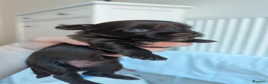 Yorkshire Terriër 3