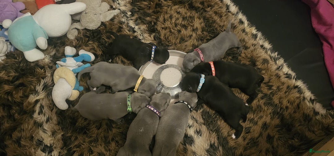 Engelse Stafford honden te koop: Engelse Staffordshire Bull terrier, Laatse Pup! - Advertentie 7