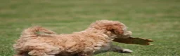 Maltipoo honden te koop: Leuke Maltipoo pups - Advertentie 15
