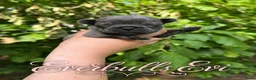 Franse Bulldog honden te koop: Franse Bulldog puppy’s !  - Advertentie 10