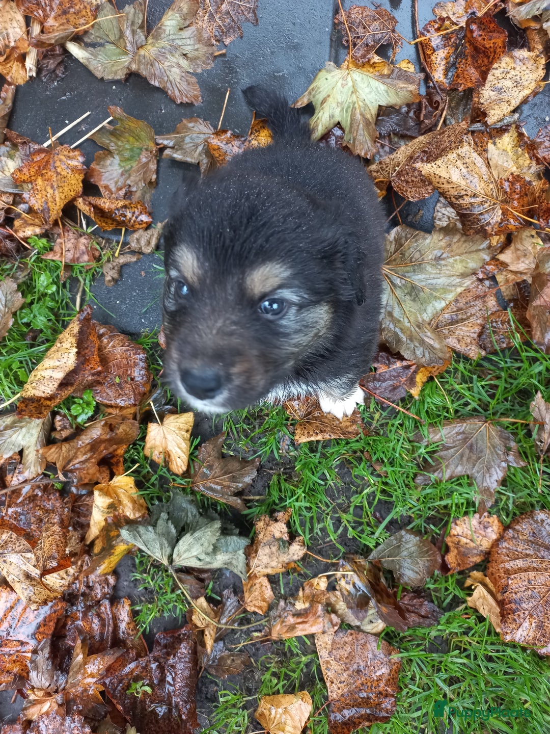 Kruising honden te koop: Mooie pups  mogen weg in de week van 27 november - Advertentie 3