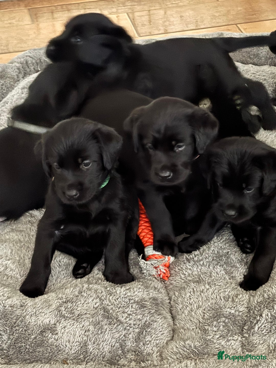 Kruising honden te koop: Puppy’s te koop – Labrador x Riesenschnauzer mix - Advertentie 5