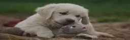 Golden Retriever honden te koop: Golden Retriever Pups met Stamboom. - Advertentie 7