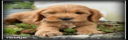 Cockapoo honden te koop: Cockapoo pup teefjes - Advertentie 4