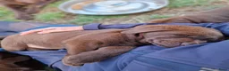 Labrador Retriever honden te koop: Raszuivere bruine labrador pups  - Advertentie 24