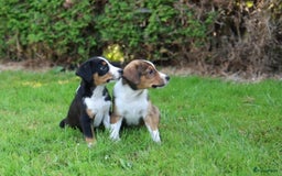 Kruising honden te koop: hele lieve, speelse pups  - Afbeelding 8