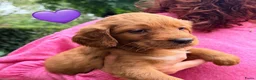 Kruising honden te koop: Lieve Irish Toller pups (Toller x Setter) - Advertentie 7