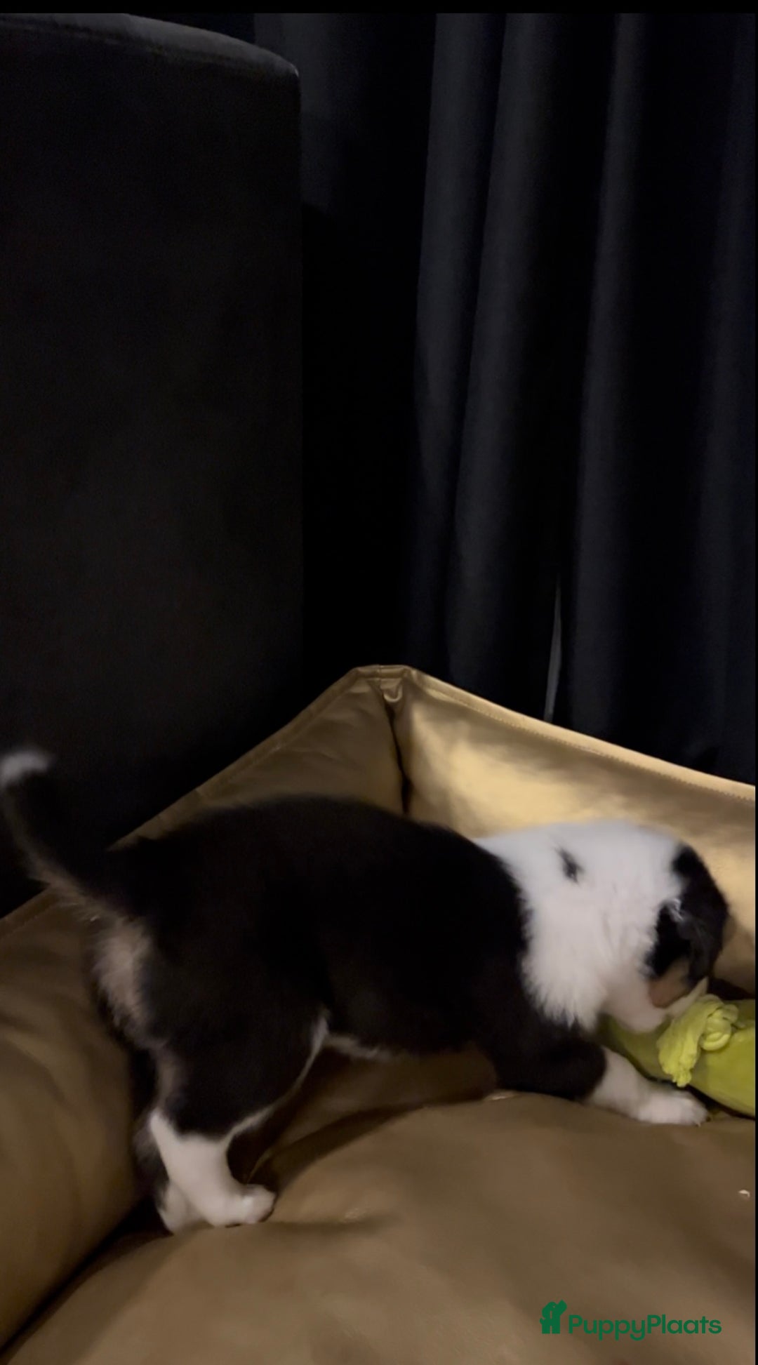 Australian Shepherd honden te koop: Raszuivere Australian Shepherd pups - Advertentie 9