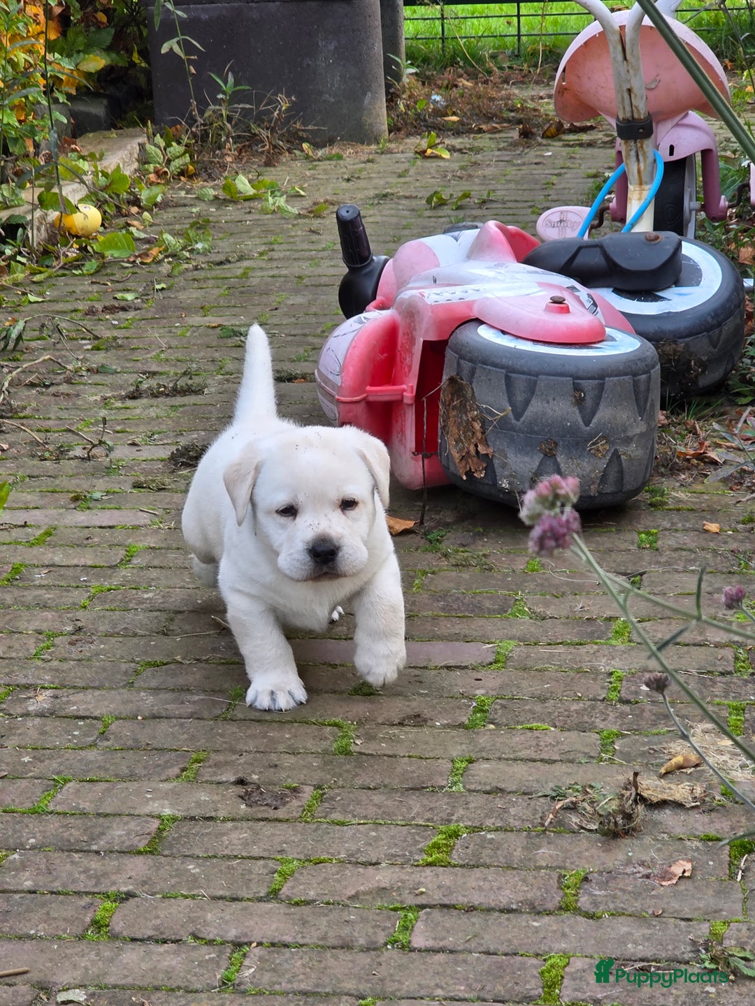 Labrador Retriever honden te koop: Prachtige blonde pups - Advertentie 4