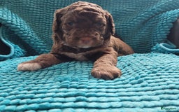 Australian Labradoodle honden te koop: Puppy's op zoek naar baasje - Afbeelding 6
