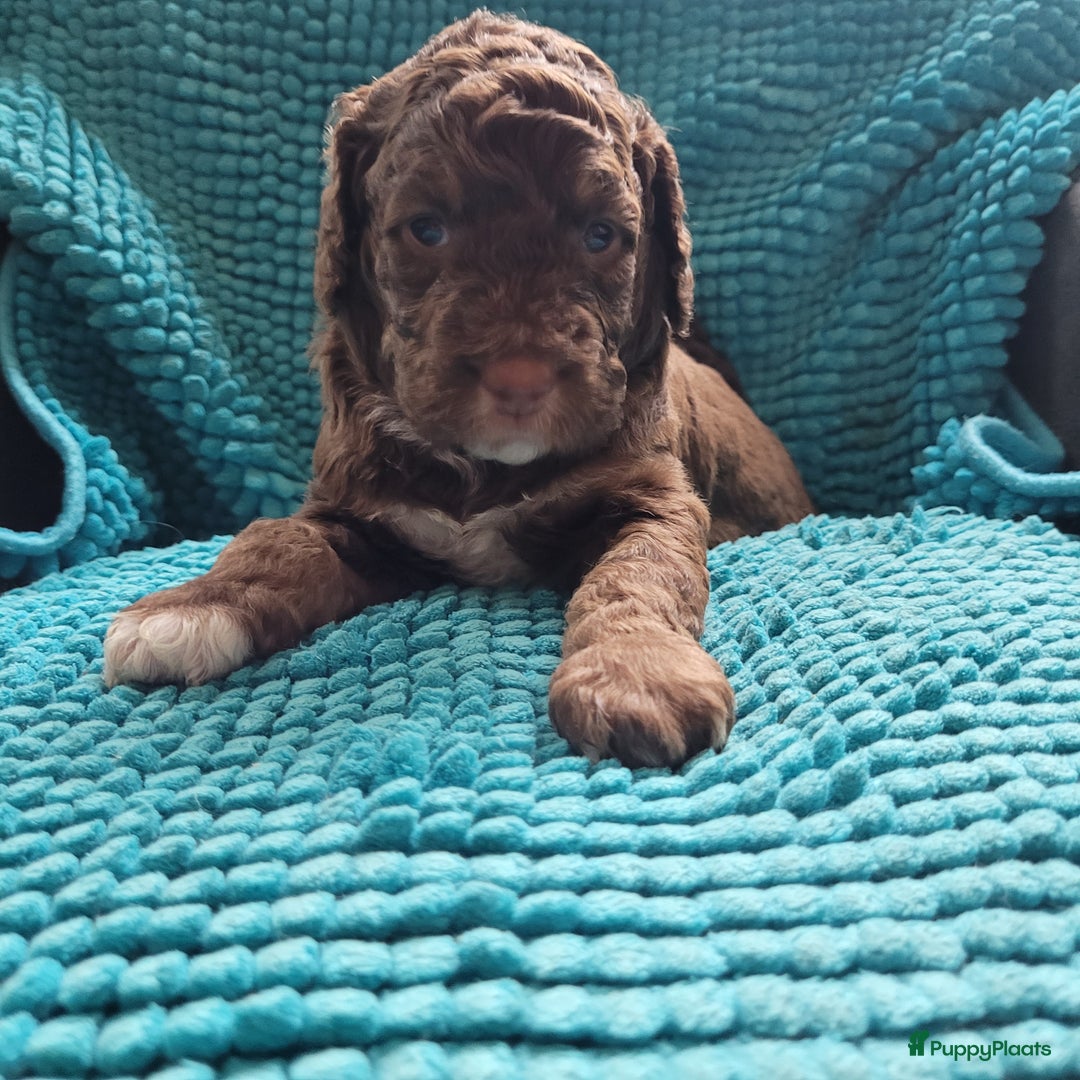 Australian Labradoodle honden te koop: Puppy's op zoek naar baasje - Afbeelding 6