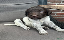 Heidewachtel honden te koop: Prachtige HeideDoodle pups in Mierlo - Afbeelding 11