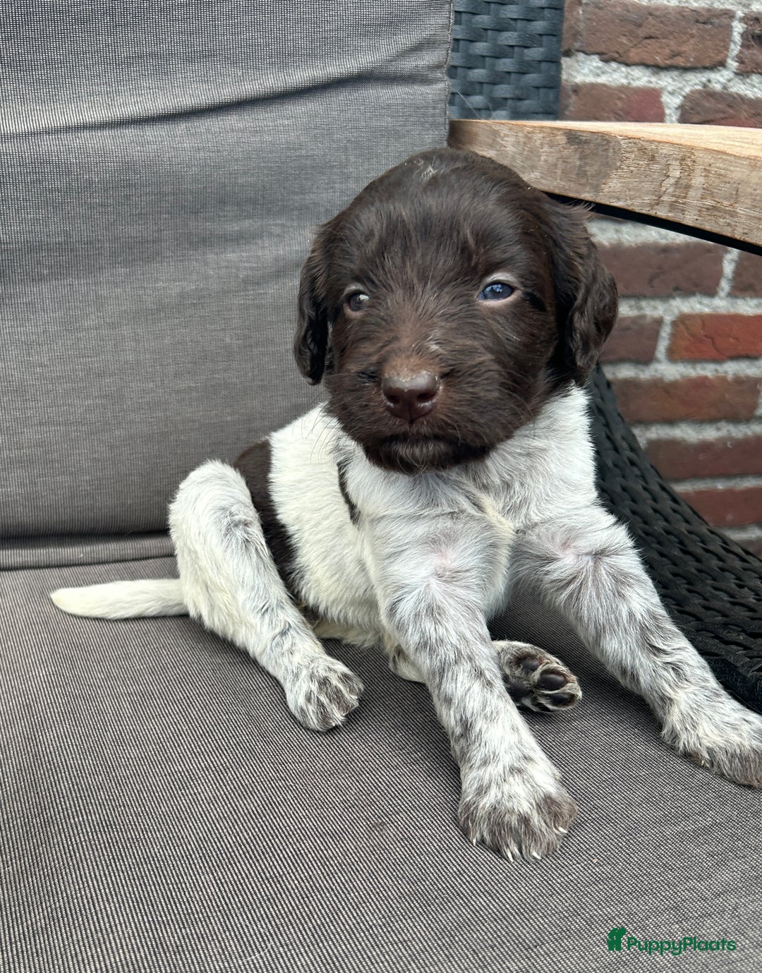 Heidewachtel honden te koop: Prachtige HeideDoodle pups in Mierlo - Afbeelding 11