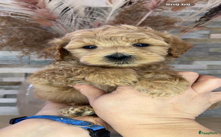 Kruising honden - Advertentie 7