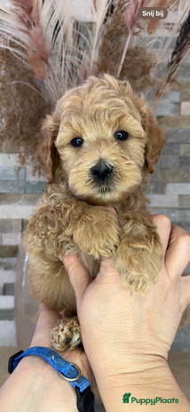 Kruising honden - Advertentie 7