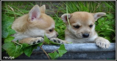 Kruising honden - Advertentie 5