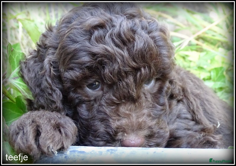 Labradoodle honden Labradoodle mini +/- 40 cm chocolade bruin - Advertentie 2