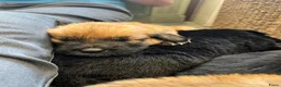 Kruising honden te koop: 9 pups Oudduitse herder x Golden retriever in Oosterbeek - Advertentie 5