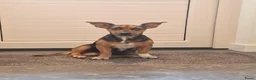 Jack Russel Terriër honden te koop: Jack russel black en tan pups in Biest-Houtakker - Advertentie 1