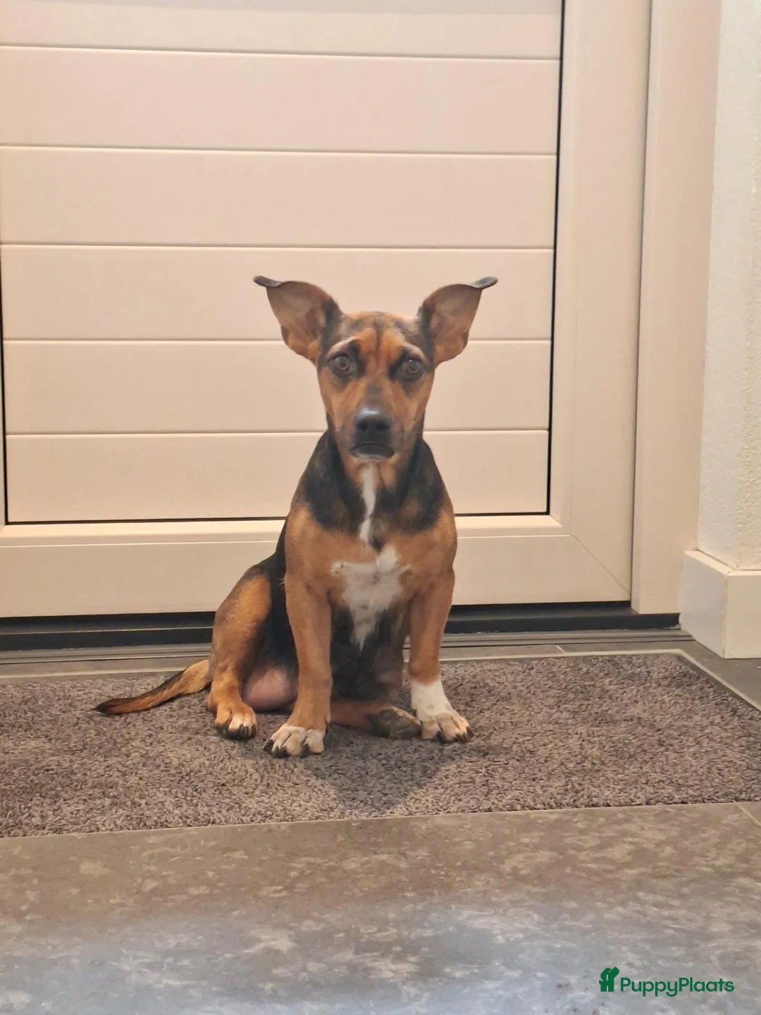 Jack Russel Terriër honden te koop: Jack russel black en tan pups in Biest-Houtakker - Advertentie 1