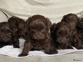 Shihpoo honden Prachtige choco Shihpoo’s (mini Doodles) - Advertentie 2