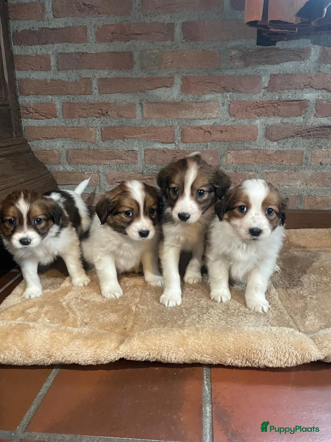 Kooikerhondje honden te koop: Kooikerhondje puppys - Advertentie 1