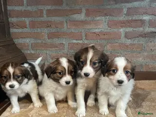 Kooikerhondje honden Kooikerhondje puppys - Advertentie 3
