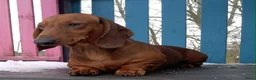 Teckel (korthaar)  honden te koop: Prachtige korthaar teckel pups standaard  - Advertentie 4