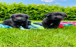 Labrador Retriever honden te koop: Labrador x Friese Stabij pups - Afbeelding 6