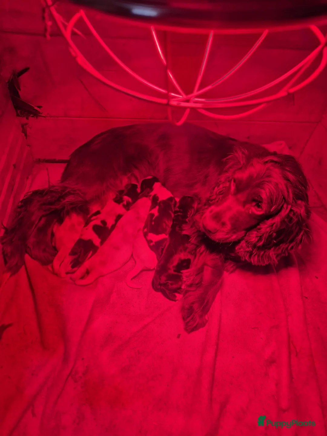 Engelse Cocker Spaniel honden te koop: Lieve Engelse cocker spaniel pup - Advertentie 2