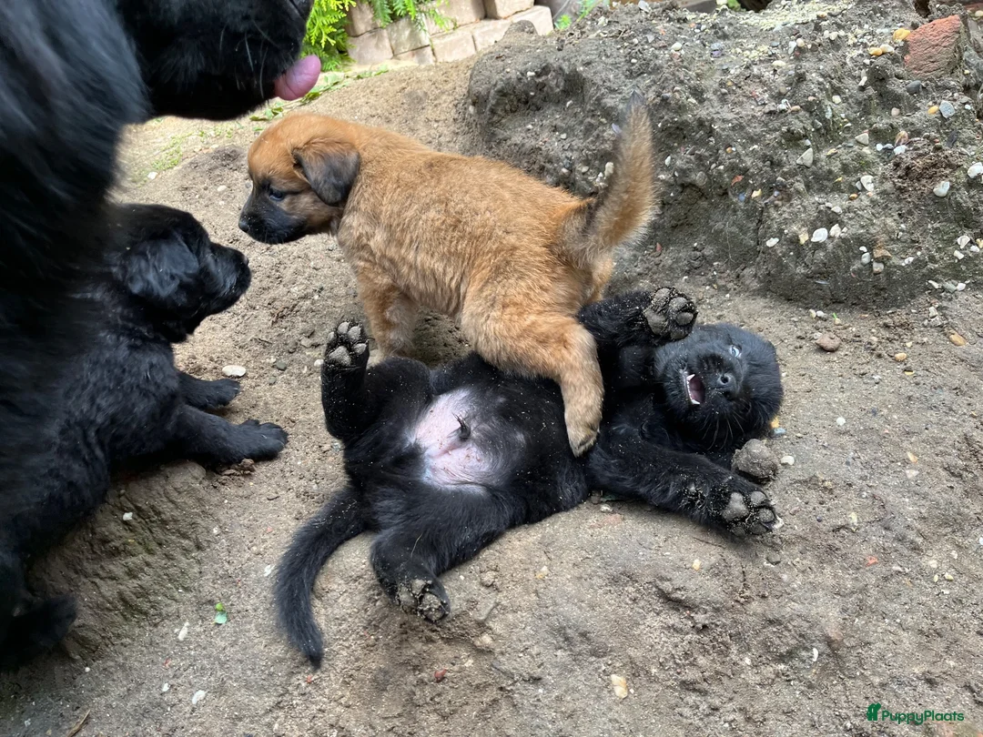 Kruising honden te koop: 9 pups Oudduitse herder x Golden retriever in Oosterbeek - Advertentie 2