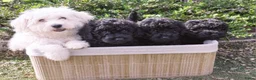 Maltipoo honden te koop: Schitterende mini Doodle pups  - Advertentie 3