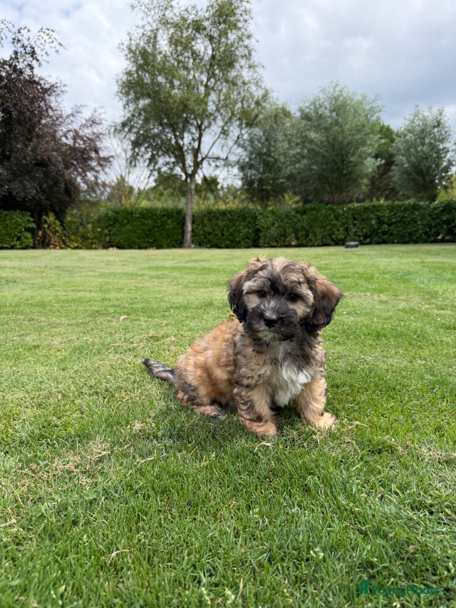 Kruising honden te koop: Boompoo (Boomer x Poedel) pups - Advertentie 1