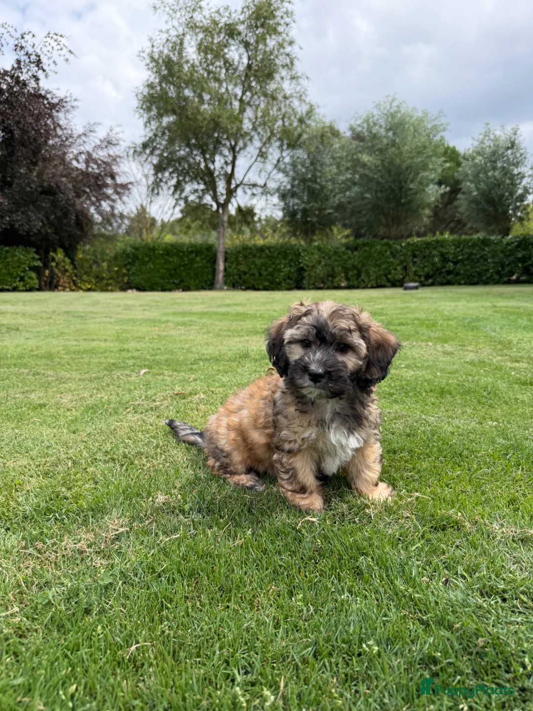 Kruising honden te koop: Boompoo (Boomer x Poedel) pups - Advertentie 1