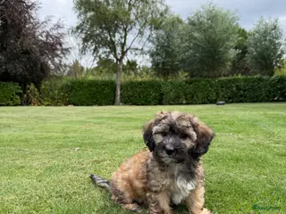 Kruising honden Boompoo (Boomer x Poedel) pups - Advertentie 6