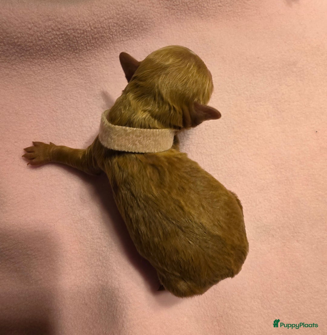 Poedel honden te koop: Xenna rood/witte harlekijn,Sem Rood dwergpoedel  - Advertentie 18