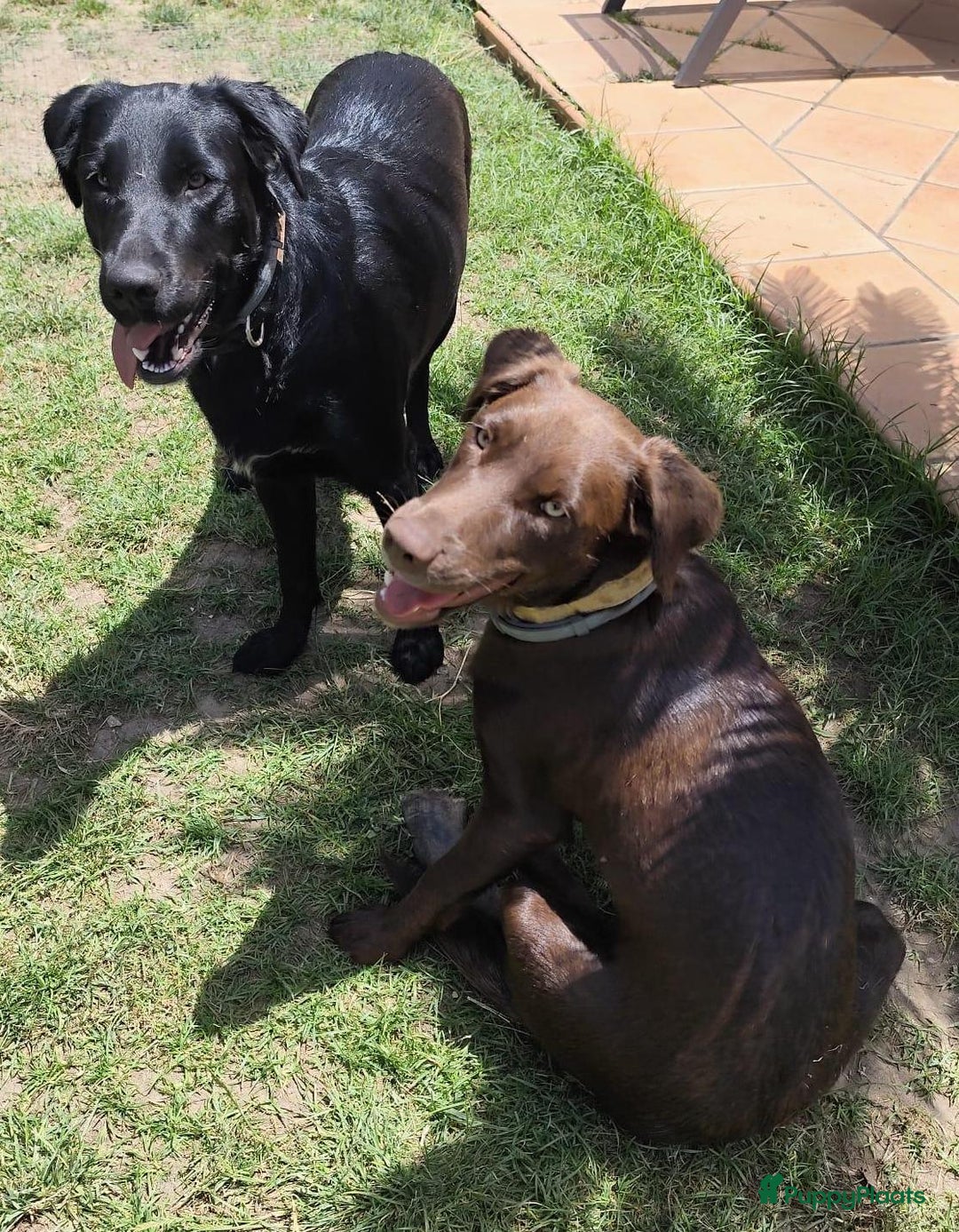 Labrador Retriever honden ter adoptie: lulu en maya twee labrador x  zoeken een en vriend - Afbeelding 4