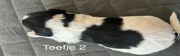 Friese Stabij honden te koop: Prachtige Friese Stabij pups in Rottevalle - Advertentie 16