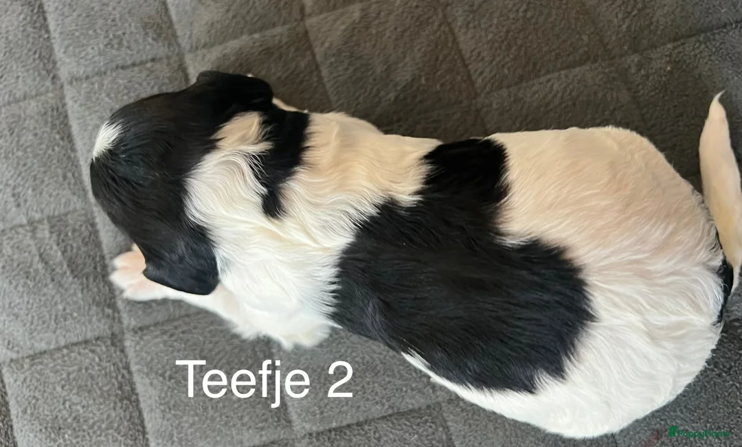 Friese Stabij honden te koop: Prachtige Friese Stabij pups in Rottevalle - Advertentie 16