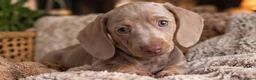 Dwergteckel honden te koop: ❤️😍 Prachtige sociale dwergteckel pups 😍❤️ - Advertentie 14